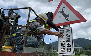 國際抱貓日  新北市府在猴硐設「常有貓出沒」標誌保護動物