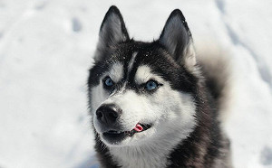 收容所收養哈士奇！獸醫一檢查傻了