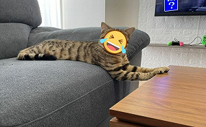 限制不可上桌！貓卻小手搭茶几挑釁