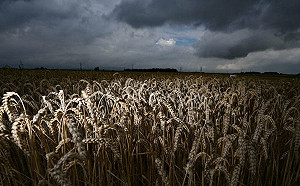 爆發戰爭 他們最高興! 全球面臨糧食危機 A、B、C、D四大糧商卻大發財
