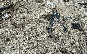 小琉球綠蠵龜產卵季！海保署籲勿騷擾：「7景點」需留意