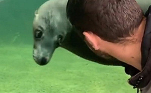 海獅飄過對遊客8＋9瞪！眼神藏火花