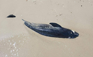 俄烏戰爭》無辜波及！遭聲納、水雷影響 黑海海岸驚見大量海豚曝屍