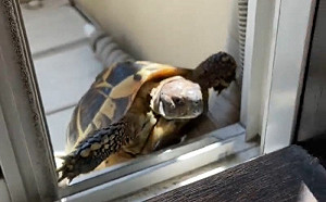 (影)成精了！烏龜想回家竟懂「這樣做」