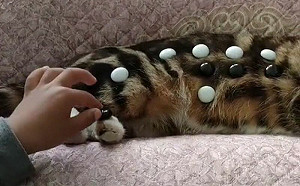 虎斑貓耐心陪小孩玩棋！網看臉笑噴