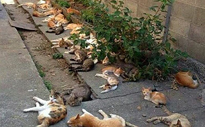 種貓薄荷驅蚊！網卻笑：變大型命案