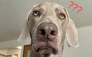 睡和玩怎麼選？狗狗最終選擇笑噴網