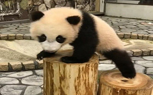 貓熊爬木樁滾下樓！怒追保育員討抱