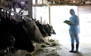 畜牧場聯合防疫  新北動保處偕台大師生守護牛隻健康