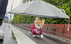 下雨天散步！小吉全副武裝被嘲笑