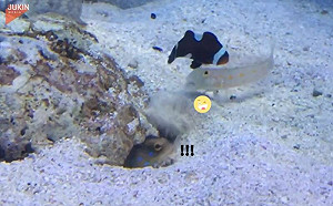 (影)牠「含沙噴魚」狂撥！網笑：真屁孩