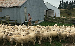 打嗝也要管？ 紐西蘭將對牛、羊排放氣體進行管制