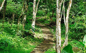 4處森林遊樂區8月起開放犬貓進入！寵物活動範圍出爐