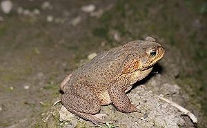 海蟾蜍列有害物種！飼主應於6/14前登記避免受罰