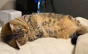 (影)冷到了？虎斑貓睡夢中自己抱自己