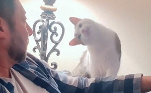 貓咪最愛爸爸！出決勝2招引注意