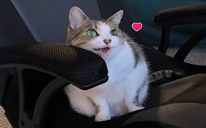 老貓愛看卡通！天天吵奴才開電視