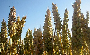 楊明憲觀點》全球糧食危機與臺灣糧食安全