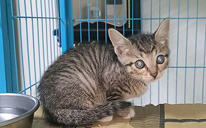 泰國出現首例「貓傳人」病例！  獸醫被確診貓傳染