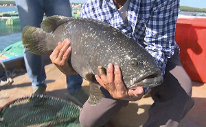 中國禁我石斑！黃暐瀚：都別賣了！跟「敵人」吵為何不買我東西不可笑？