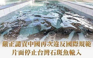 中國片面禁台灣石斑輸入 蔡英文：嚴正譴責  向WTO申訴