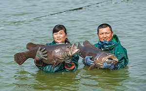 呼籲國人力挺龍膽石斑產業  選擇優質品牌安心食用