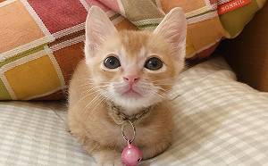 兩年疫情受理50案   新北動保處籲民眾勿網售動物用藥