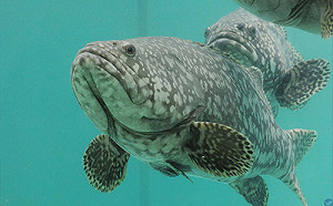 國民黨愛拿農產「造謠」 林俊憲：中國禁令斷了「買辦」財路