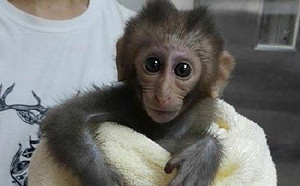 獼猴別再來搗亂！ 農委會祭新法寶