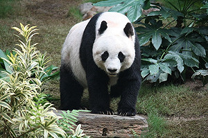 保育奏效 熊貓不再列為「瀕危」物種