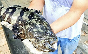 進口「民主的魚」報答311捐款恩情！日媒：有興趣接收台石斑魚日人很多