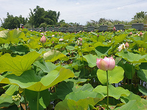 夏日賞荷趣！ 新北金山、雙溪荷花田景色壯麗