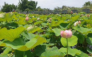 夏日賞荷趣！ 新北金山、雙溪荷花田景色壯麗