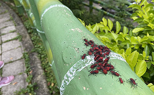 樹下紅色蟲蟲群聚再現！新北景觀處長林俊德：免驚！