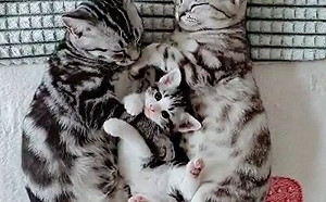 爬進熟睡爸媽懷中！小屁喵卻不睡覺