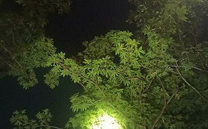 高雄深夜飄「豬屎味」 環保局抓到「兇手」了