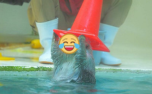 海獺頭戴分類帽！重現哈利波特場景