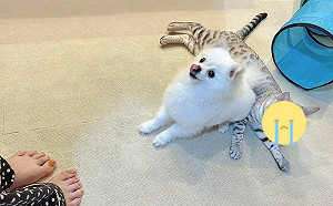 狗狗緊盯零食！貓坐墊一臉眼神死