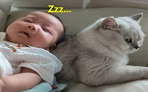 哭泣嬰兒放貓身上就安靜！網全傻眼