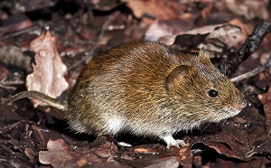 COVID-19、SARS有「遠親」？ 瑞典田鼠體內發現「新冠狀病毒」