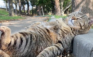 虎斑貓仰面爽睡路邊！網：喝很晚喔