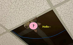 驚覺被監視！她見粉鼻萌物探頭偷窺