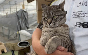 (影)貓咪被抱臉色狂變！網笑：表情包