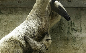 動物園食蟻獸「紅包」滿月了！與媽媽形影不離