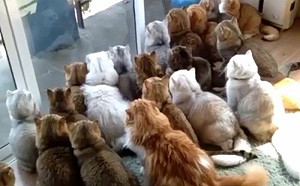 小鳥現身庭園！20隻貓窗前群聚猛盯