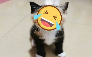 以為養到黑白貓！網看牠正面全笑噴