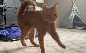 主人喊牠！小橘貓踩歡樂踢踏舞靠近