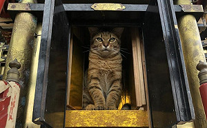 木匠修神龕！神貓一屁股霸氣入座