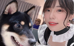 實況主赤鬼伯伯直播幫狗洗澡！網：想轉世成狗