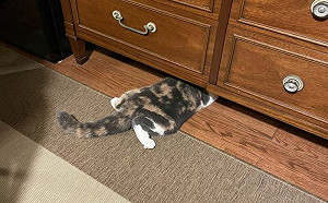 貓咪鑽櫃底睡覺大露PP！奴哭笑不得